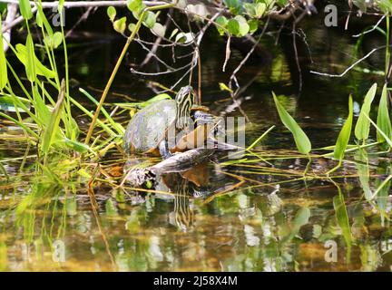 Soleil de tortue peinte sur une Log Banque D'Images