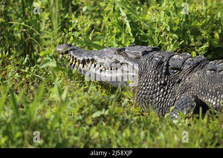 Crocodile dans l'herbe Banque D'Images