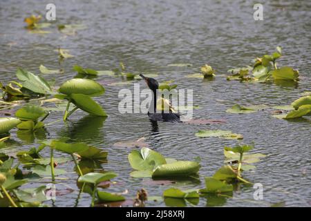 Oiseau de serpent dans l'eau Banque D'Images