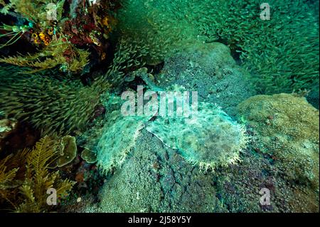 Des requins oblongs tasselés, Eucrossorhinus dasypogon, attendant sous le choeur de poissons en verre, Raja Ampat Indonésie. Banque D'Images