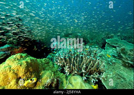 Récif pittoresque avec poissons en verre, Raja Ampat Indonésie Banque D'Images