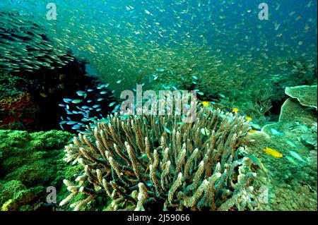 Récif pittoresque avec des poissons en verre et des damsels bleus, Raja Ampat Indonésie. Banque D'Images