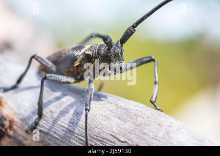 Le Monochamus galloprovincialis, coléoptère du pin sawyer, également appelé coléoptère du pin noir sawyer, est un coléoptère de la famille des Cerambycidae. Banque D'Images