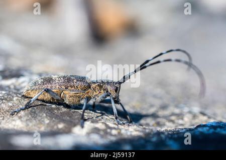Le Monochamus galloprovincialis, coléoptère du pin sawyer, également appelé coléoptère du pin noir sawyer, est un coléoptère de la famille des Cerambycidae. Banque D'Images