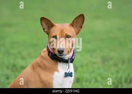 Portrait d'un adorable chien de brousse africain. Gros plan. Animaux de compagnie. Chien de race. Banque D'Images