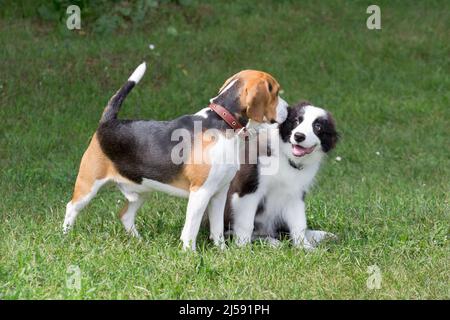 Border collie Puppy et beagle Puppy anglais sont debout sur une herbe verte dans le parc d'été. Animaux de compagnie. Chien de race. Banque D'Images