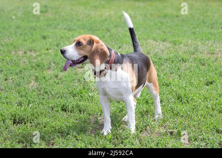 Le chiot beagle anglais est debout sur une herbe verte dans le parc d'été. Animaux de compagnie. Chien de race. Banque D'Images