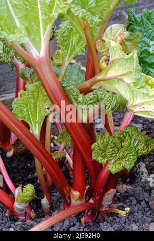 Gros plan sur les tiges fraîches de rhubarbe qui poussent dans un jardin privé, Surrey, Angleterre, Royaume-Uni Banque D'Images