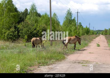 chevaux sauvages dans la zone de tchernobyl Banque D'Images