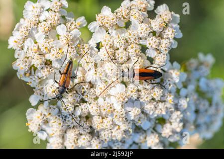 Longhorn Beetle à rayures noires, Stenurella melanura, mâle à droite, femelle à gauche, cerambycidae, sur yarrow. Banque D'Images