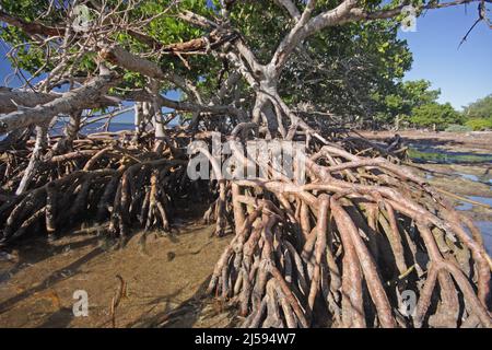 Racines de mangrove rouge (Rhizophora mangle) sur l'île de Sanibel, Floride, États-Unis Banque D'Images