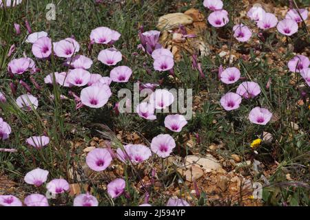 Le brindide marshmallow (Convolvulus althaeoides) à Monfragüe, Estrémadure, Espagne Banque D'Images