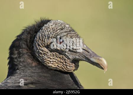 Portrait de la Black Vulture (Coragyps atratus) dans le parc national de la rivière Myakka, Floride, États-Unis Banque D'Images