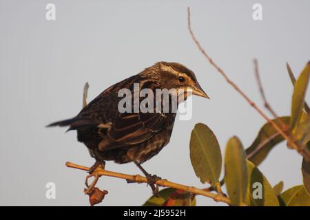 Femelle Blackbird ailé (Agelaius phoeniceus) sur l'île Merritt, Floride, États-Unis Banque D'Images