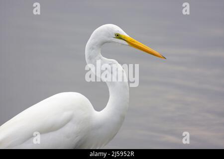 Portrait de l'Egret américain (Ardea alba) sur l'île de Merritt, Floride, États-Unis Banque D'Images