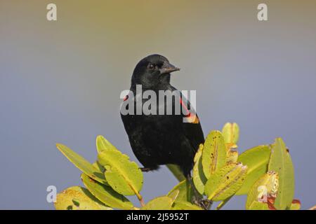 Black Bird mâle à aigree rouge (Agelaius phoeniceus) sur l'île de Merritt, Floride, États-Unis Banque D'Images