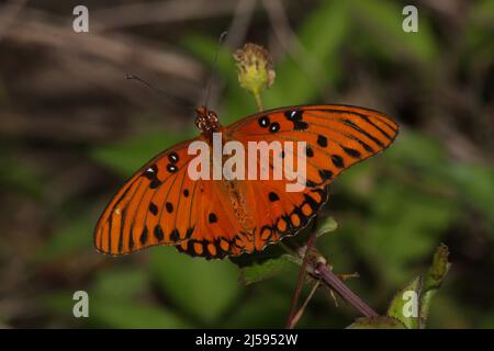 Gulf Fritillary (Agraulis vanillae) sur Merritt Island, Floride, États-Unis Banque D'Images