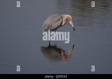 Egret rougeâtre (Egretta rufescens) qui se trouve dans l'eau de l'île Merritt, Floride, États-Unis Banque D'Images