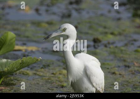 Héron juvénile (Egretta caerulea) dans la forêt nationale d'Ocala, Floride, États-Unis Banque D'Images