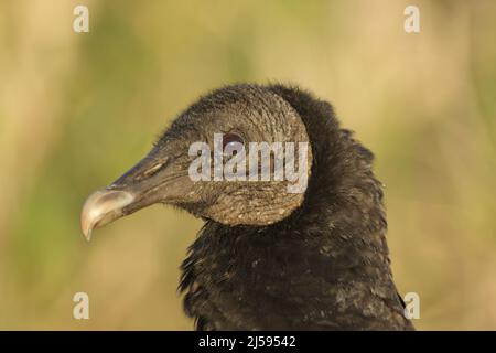 Portrait de la Black Vulture (Coragyps atratus) dans le parc national de la rivière Myakka, Floride, États-Unis Banque D'Images