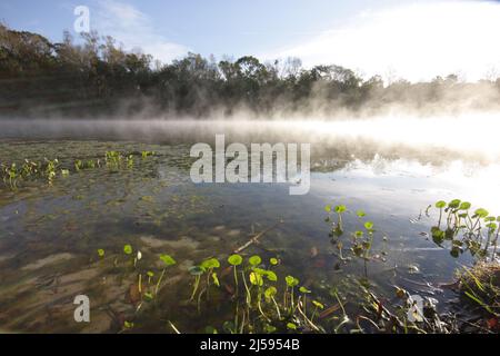 Paysage à Alexander Springs dans la forêt nationale d'Ocala, Floride, États-Unis Banque D'Images