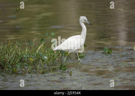 Héron juvénile (Egretta caerulea) dans la forêt nationale d'Ocala, Floride, États-Unis Banque D'Images