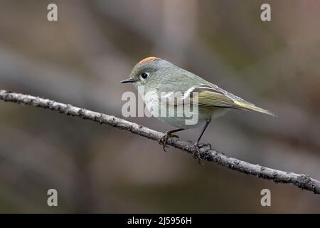 Ruby a couronné Kinglet à Vancouver, C.-B. Canada Banque D'Images