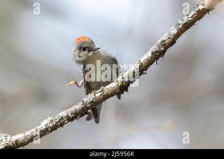 Ruby a couronné Kinglet à Vancouver, C.-B. Canada Banque D'Images