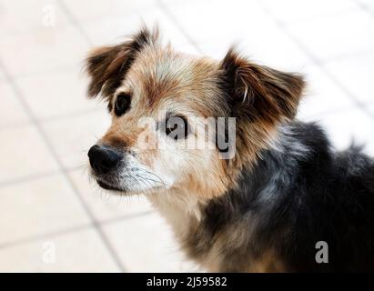 Chien - animal - animal Banque D'Images