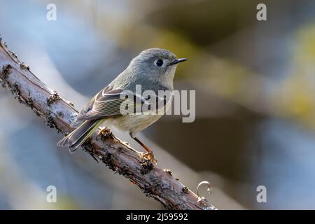 Ruby a couronné Kinglet à Vancouver, C.-B. Canada Banque D'Images