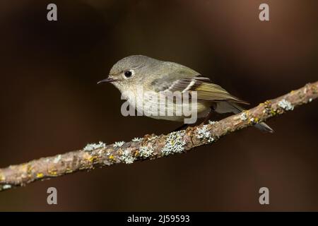 Ruby a couronné Kinglet à Vancouver, C.-B. Canada Banque D'Images