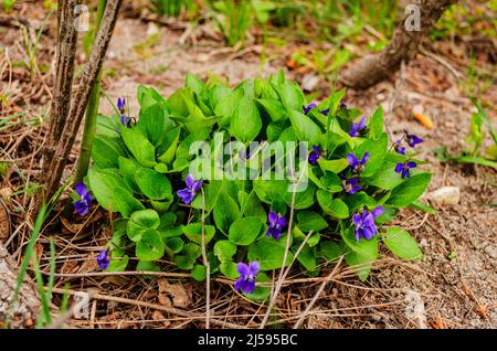 Alto odorata. Parfum-parfumé. Fleur violette forêt floraison au printemps. La première fleur de printemps, violette. Violettes sauvages dans la nature. Banque D'Images