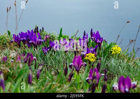 Iris reticulata. Bakeriana est une variété de plantes du genre Iris. Iris violet et jaune sauvages qui poussent au printemps dans les montagnes du Caucase près de t Banque D'Images