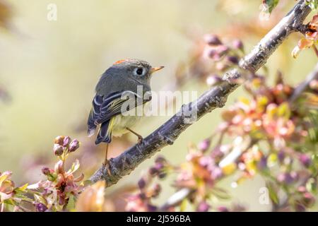 Ruby a couronné Kinglet à Vancouver, C.-B. Canada Banque D'Images