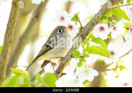 Ruby a couronné Kinglet à Vancouver, C.-B. Canada Banque D'Images