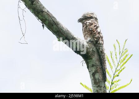 Grand potoo, Nyctibius grandis, adulte unique perché sur le site de la roôte sur l'arbre, Costa Rica Banque D'Images