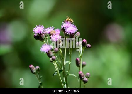 Délicate fleurs roses et pourpres de Carduus nutans plante, communément connu sous le nom de musc ou de nodding chardon sans plomb, dans un jardin dans un jour ensoleillé d'été, nati Banque D'Images