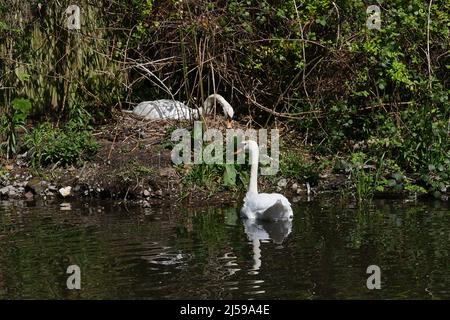 La femelle pond jusqu'à sept œufs entre la fin avril et le début mai . Les deux sexes incubent les oeufs , qui éclosent après 35-41 jours . Les jeunes oiseaux , ou cygnets , se portent parfois sur le dos de leurs parents et restent avec les oiseaux adultes pendant quatre ou cinq mois . Les cygnets sont généralement brun dingeux au-dessus et blanchâtre au-dessous. Ils nicheront dans les zones où la nourriture est abondante . en général, une seule paire niche sur un seul plan d'eau . Banque D'Images