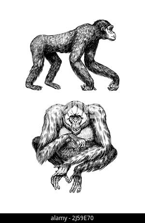 Orangutan et Bonobo ou chimpanzé dans un style vintage. Dessin gravé à la main dans un style de coupe de bois. Grand animal intelligent aux cheveux longs. Illustration de Vecteur