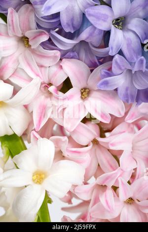 Composition concept fleurs rose, rose quartz, blanc, violet, violet. Composition de fleurs de jacinthe. Concept printemps été gros plan composition Banque D'Images