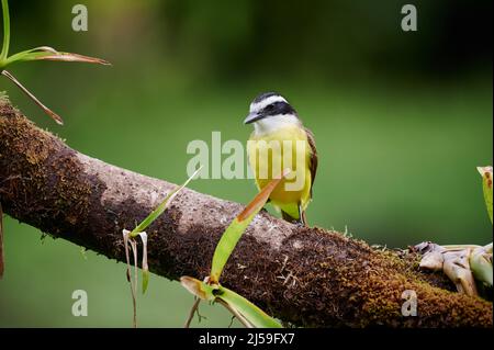flycatcher à ventre doré (Myiodynastes hemichrysus), Maquenque Eco Lodge, Costa Rica, Amérique centrale Banque D'Images