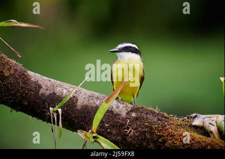flycatcher à ventre doré (Myiodynastes hemichrysus), Maquenque Eco Lodge, Costa Rica, Amérique centrale Banque D'Images