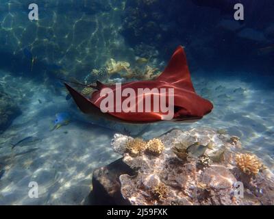 Cawnose Ray nageant au-dessus du récif de corail, raies Banque D'Images