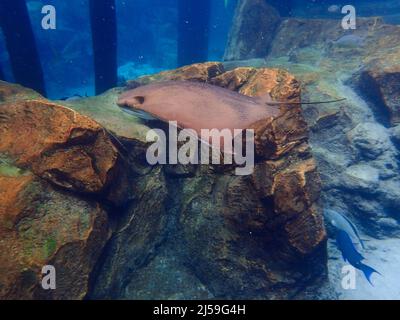 Cawnose Ray nageant au-dessus du récif de corail, raies Banque D'Images