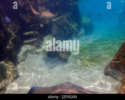 Cawnose Ray nageant au-dessus du récif de corail, raies Banque D'Images