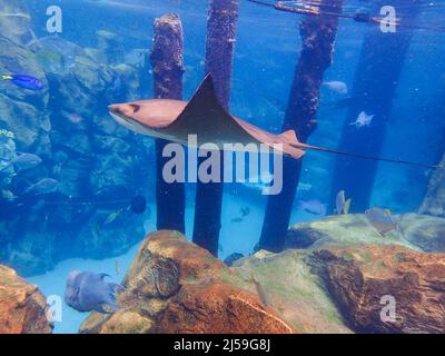 Cawnose Ray nageant au-dessus du récif de corail, raies Banque D'Images