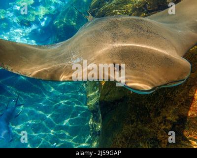 Cawnose Ray nageant au-dessus du récif de corail, raies Banque D'Images