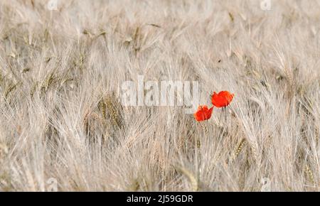 deux coquelicots rouges fleurissent dans un champ de céréales Banque D'Images