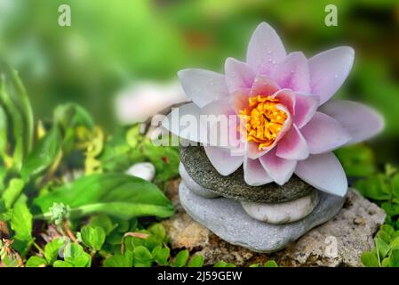 gros plan sur la belle fleur de nénuphars rose mis o sur tas de pierres dans la plante verte Banque D'Images