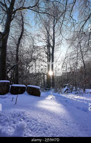 Soleil bas brillant à travers deux arbres Banque D'Images